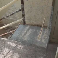 قفس پرنده|لوازم جانبی حیوانات|شاهین‌شهر, شهرک ردانی پور|دیوار