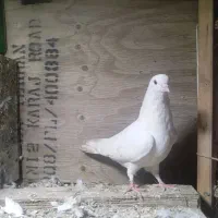 یه کفتر سفید خالپیس جوجه نر پرشی غریب گیری