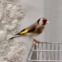 سهره نر کت باز کن ، مست و آماده ، پا جفت