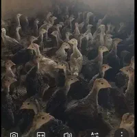 فروش جوجه بوقلمون یک ماهه