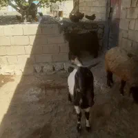 بز نر ساورین|حیوانات مزرعه|چرداول, |دیوار