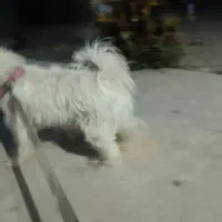 سگ برای فروش|سگ|دوگنبدان, |دیوار