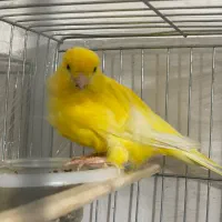 قناری|پرنده|نسیم‌شهر, |دیوار