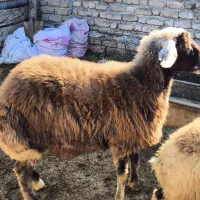 یک عدد توقلی|حیوانات مزرعه|گمیشان, |دیوار