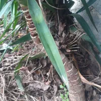 گل یو کا برای فروش|گل و گیاه طبیعی|ساری, |دیوار