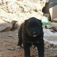 واگذاری قهدرینجونی ذات دار|سگ|حسن آباد, |دیوار