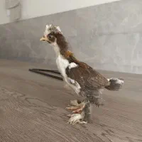 جوجه سلطان کاکلی پرپا