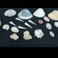 ملزومات آکواریوم