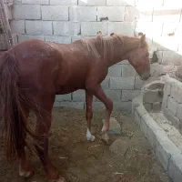 خرید وفروش اسب ومادیان