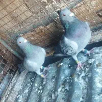 کبوتر پلاکی ثبتی|پرنده|ملکشاهی, |دیوار