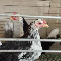 برهما و گلین و اردک مگ مگی|حیوانات مزرعه|بابل, |دیوار