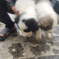 توله‌سگ‌قدرجونی