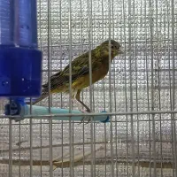 پرنده|پرنده|صدرا-فارس, فاز ۱|دیوار