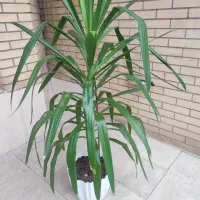 گل طبیعی