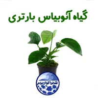 گیاهان آبزی (آکواریومی)|ماهی|قم, هنرستان|دیوار