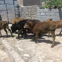 گوساله