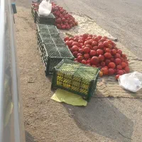 انار  شیرین