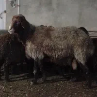 قوچ های همو و هترو بره های هموو هترو