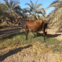 سلام گوساله جرسی اصل بخور|حیوانات مزرعه|جیرفت, |دیوار