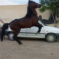 اسب فرروشی|اسب و تجهیزات اسب‌سواری|کاشان, یحیی آباد|دیوار