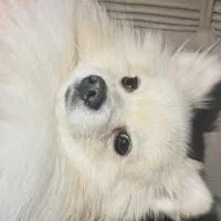 سگ پاکوتاه