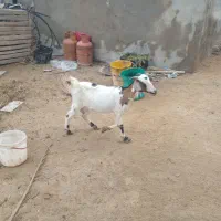 کهره با بچه نر