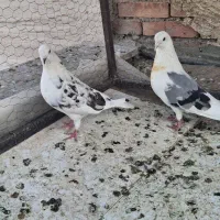 کبوتر کفتر|پرنده|شهریار, شهریار|دیوار