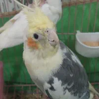 عروس هلندی ۴تا|پرنده|محمدیه-قزوین, |دیوار