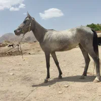 کره اسب مادیان