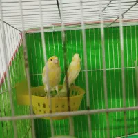 قناری جفت|پرنده|مشهد, شهید قربانی|دیوار