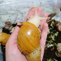 حلزون آلبینو