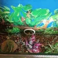 آکواریوم با پایه و وسایل های داخلش
