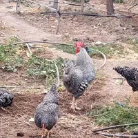 تخم نطفه دار امروک اصل وبرهما