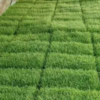 نشا هاشمی اصلاح شده