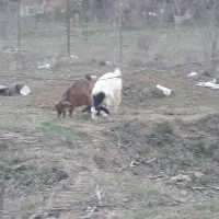 فروش بزغاله|حیوانات مزرعه|مرزنآباد, |دیوار