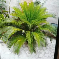 گل سیکاس طبیعی زیبا