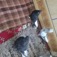 رنگی نر|پرنده|بندر ماهشهر, |دیوار