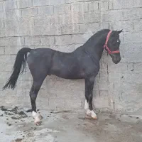 فروش نریان کره پوریا قاسمیان|اسب و تجهیزات اسبسواری|رامشه, |دیوار