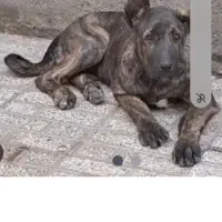 سلام چه توله ماده