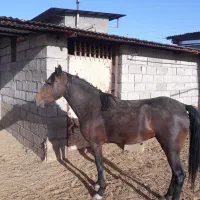 اسب.مادیون کرد|اسب و تجهیزات اسب‌سواری|قم, پردیسان|دیوار