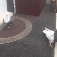 رنگی کل سفید|پرنده|قم, هنرستان|دیوار