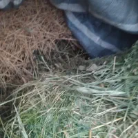 فروش یونجه خالص و کاه خرمنکوب