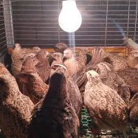 بلدرچین گوشتی وتخم گذار 60 روزه|حیوانات مزرعه|دالخانی, |دیوار