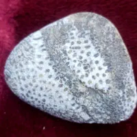 فسیل جاندار چند ملیون ساله