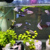 ماهی گوپی .ماهی زینتی.بلو‌ مسکو.|ماهی|قزوین, |دیوار