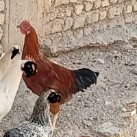 فروش|حیوانات مزرعه|اصفهان, شیخ طوسی|دیوار