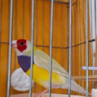 عینک واقعیت مجازی(۳بعدی)معاوضه با انواع فنچ وپرنده