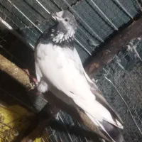 کبوتر کله دم سبز