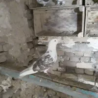 کفتر|پرنده|گیان, |دیوار