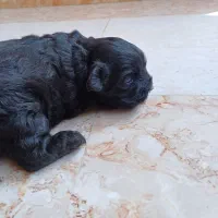 توله تو جیبی عروسک